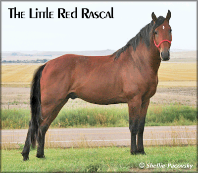 The Little Red Rascal
