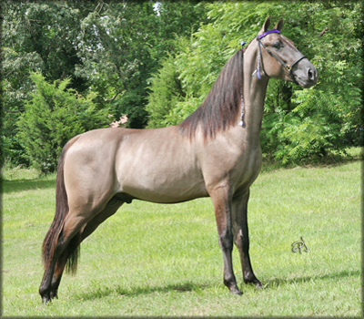 Tennessee Walking Horse Color Chart