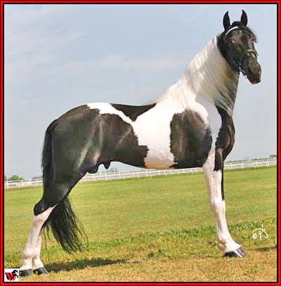 Tennessee Walking Horse Color Chart