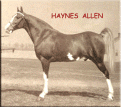 Haynes Allen