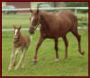 Trailmaster's Victory and her Charmer filly.