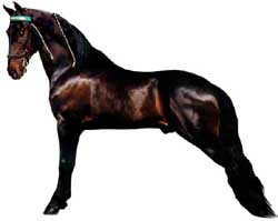 Tennessee Walking Horse Color Chart