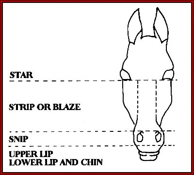 Horse Face Markings Chart