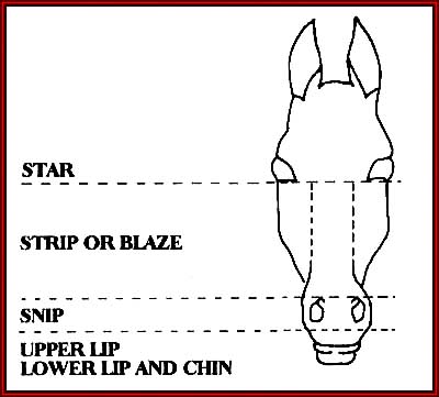 Horse Leg Markings Chart