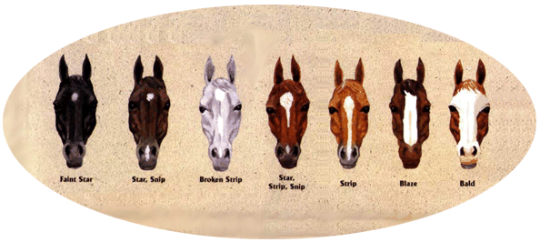 include the wide array of facial markings of Tennessee Walking Horses,