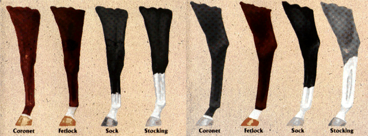 Tennessee Walking Horse Color Chart