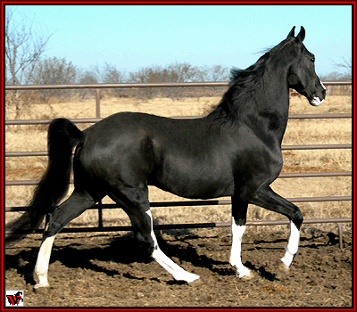 Delights Dynamic Boy - Tennessee Walking Horse stallion at stud.