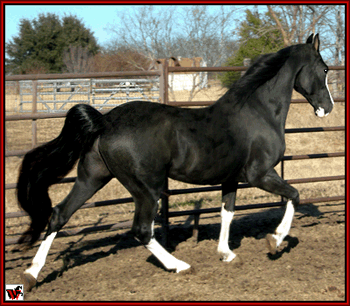 Delights Dynamic Boy - Tennessee Walking Horse stallion at stud.