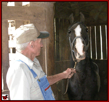 Norris Shaw and Delights Dynamic Boy - Tennessee Walking Horse stallion at stud.