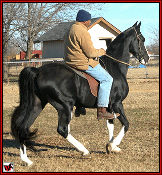 Delights Dynamic Boy - truly an old time Walking Horse!