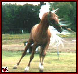 The Gold Rush Is On, - a TRUE metallic golden horse, from the best of the old bloodlines - Go for Gold !!!