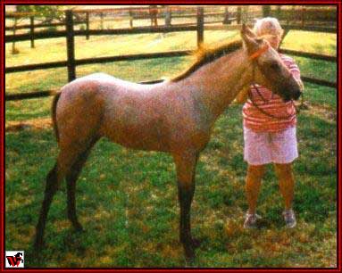 Tennessee Walking horses - GRbaby3.jpg (27353 bytes)