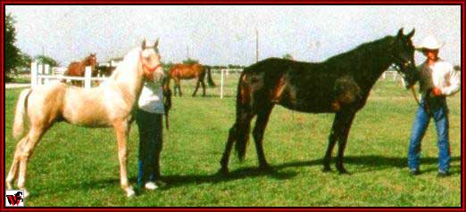 Tennessee Walking horses - GRbaby5.jpg (27810 bytes)