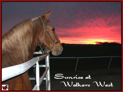 Generator's Charmer - Tennessee Walking Horse at stud.