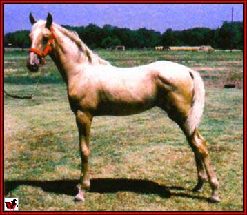 Tennessee Walking horses - GoldrushHoneybaby.jpg (26116 bytes)