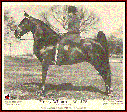 Merry Wilson, multi-World Champion mare.