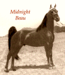 Midnight Beau