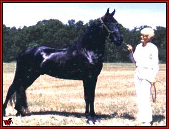 Tennessee Walking horses - Mary Ellen and Jamaica Shaker.jpg (19304 bytes)