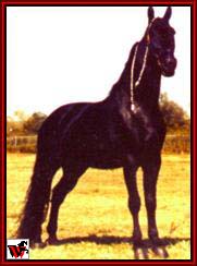 Tennessee Walking horses - Mary Ellen 's Merry Nightcap.jpg (10205 bytes)