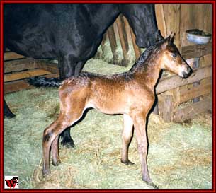 Brand New Warrior Filly out of Wild Child