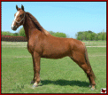 SUNLIGHT'S SASSY #20512533