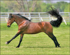 Mark Me Blue, Tennessee Walking Horse Stallion - Photo by Bob Langrish