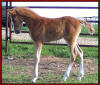 Gold Rush colt from an MG mare.