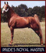 Pride's Royal Master