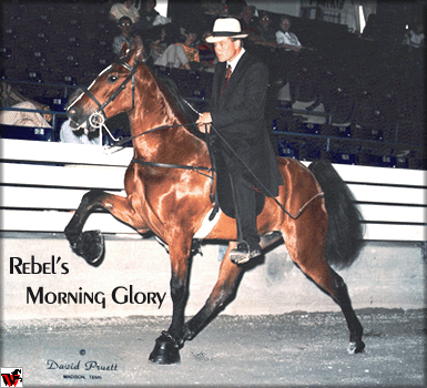 Rebel's Morning Glory being shown by Knox Blackburn in TN.