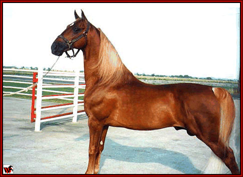 Tennessee Walking horses - charmer1.gif (89127 bytes)