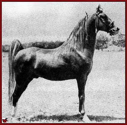 Tennessee Walking horses - Gold Bond