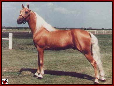 Tennessee Walking horses - goldpose.jpg (23320 bytes)