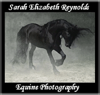 Sarah Elizabeth Reynolds, Equine Photography