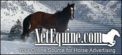 NetEquine - Horses for Sale