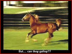 Yes, they CAN gallop!
