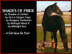 Shades of Pride -A Gift From the Past