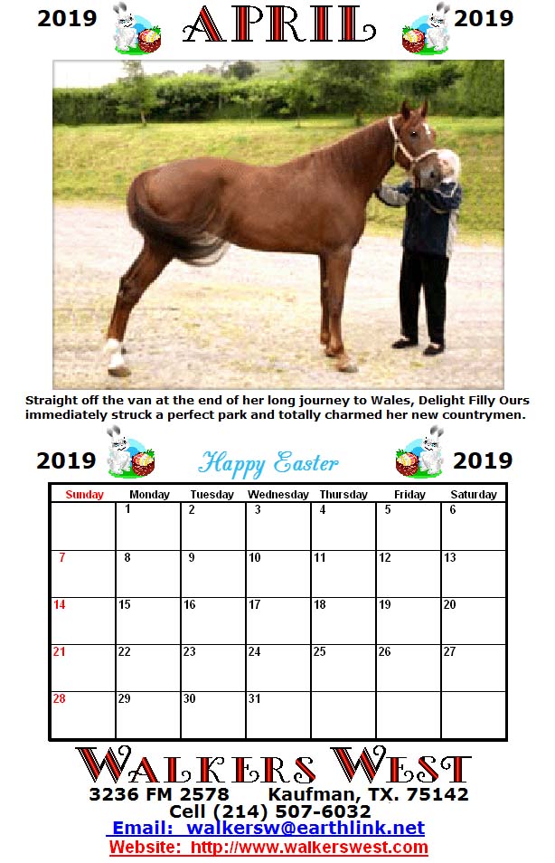 Tennessee Walking Horse Walkers West 2019 Calendar