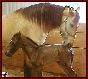 Charmer Filly Out of Gold Cress