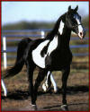 Introducing... POWDER RIVER ! Add a little PIZZAZ to your Jazz !