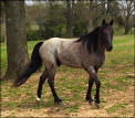 OSTELLA'S BLUE BOY