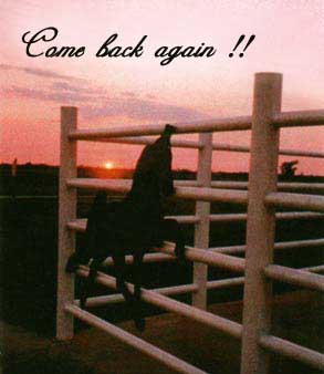 Tennessee Walking horses - WWsunset.jpg (21827 bytes)