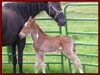 New baby by Powder River