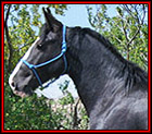 Introducing SCW HE'S A MIDNIGHT LEGEND TWHBEA #21000603 - beautiful, 15.2 hand, black sabino Tennessee Walking Horse stallion, by Delight�s Midnight Legend, out of a daughter of Slush Creeks Jubal S., SC She's Simply Stunning. He is Heritage-certified. His pedigree blends the genes of World Grand Champions, Sun's Delight D., Midnight Sun, and Go Boy's Shadow, with the really old time blood of Black Dust M.R., Sun's Merry Man, A Masterpiece and Wilson's Allen. Standing in Montana.