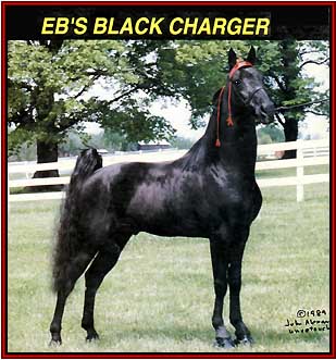 EB'S BLACK CHARGER