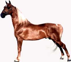 Generator's Charmer - Chestnut