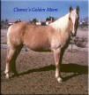 Chance's Golden Moon