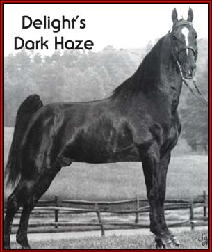 Delight's Dark Haze