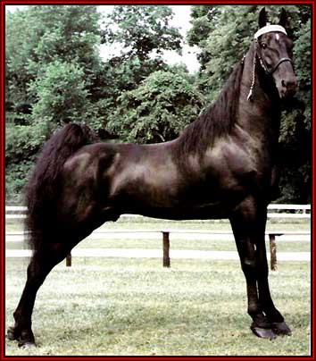 Ebony's Collector