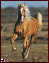 Armed Son Of A Gun - photo by Bob Langrish