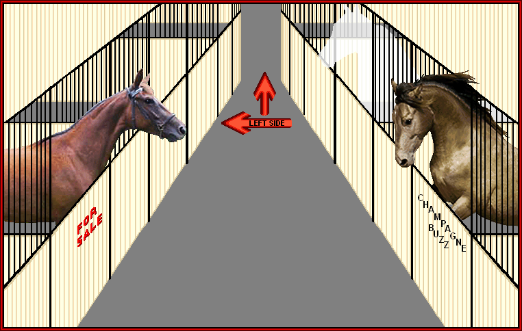 There are no limits to what you can do on a Tennessee Walking Horse.. Check out the Adult Supreme Versatility Program offered by the TWHBEA.